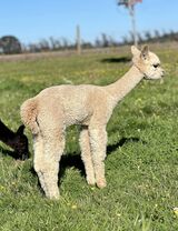 alpaca for sale
