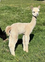 alpaca for sale