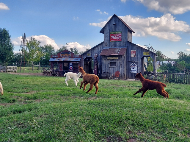 Magajupa Mine Alpacas