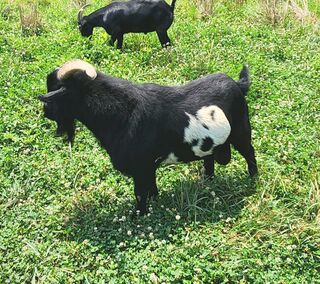 Photo of Capricorn Loverboy (Brightman Farm)