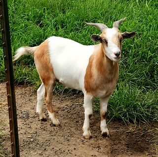 Photo of Gelato's Tanley