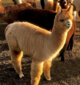 alpaca for sale
