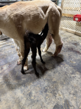 alpaca for sale