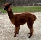 alpaca for sale