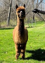 alpaca for sale