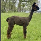 alpaca for sale