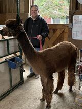 alpaca for sale