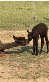 alpaca for sale