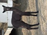 alpaca for sale