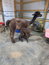 alpaca for sale