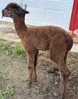 alpaca for sale