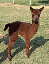 alpaca for sale