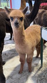 alpaca for sale