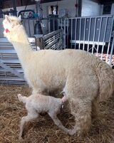 alpaca for sale