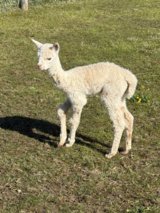 alpaca for sale