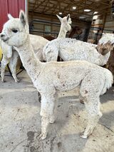 alpaca for sale