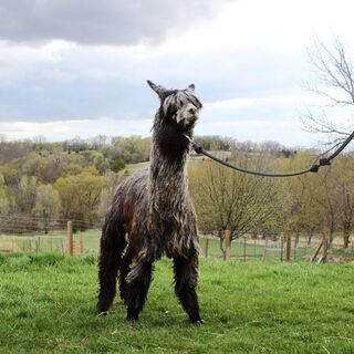 Photo of Nobles' Gray Dancer (aka