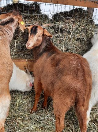 Photo of RHK SPITFIRE'S SCARLET