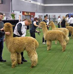 CABA Classic Show halter judging.