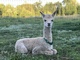 alpaca for sale