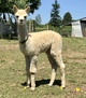 alpaca for sale
