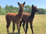 alpaca for sale