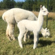 alpaca for sale