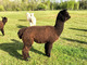 alpaca for sale