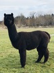 alpaca for sale