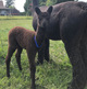 alpaca for sale