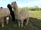 alpaca for sale