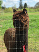 alpaca for sale