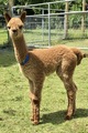 alpaca for sale