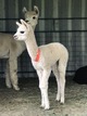 alpaca for sale