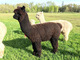 alpaca for sale