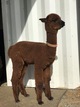 alpaca for sale