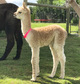 alpaca for sale