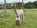 alpaca for sale