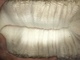 alpaca for sale