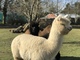 alpaca for sale