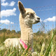 alpaca for sale