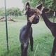 alpaca for sale