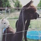 alpaca for sale