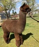 alpaca for sale