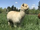 alpaca for sale