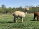 alpaca for sale