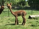 alpaca for sale