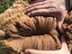 alpaca for sale