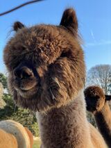 alpaca for sale