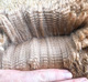 alpaca for sale